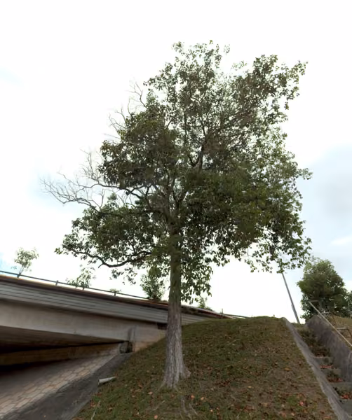 tree photo