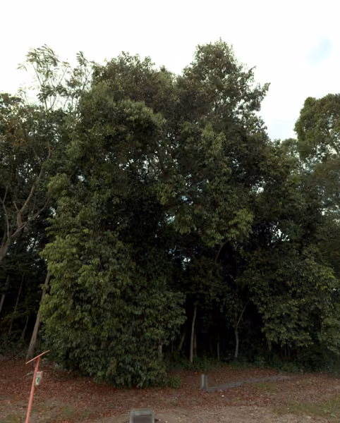 tree photo