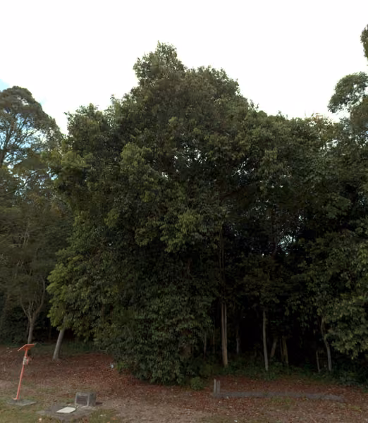 tree photo