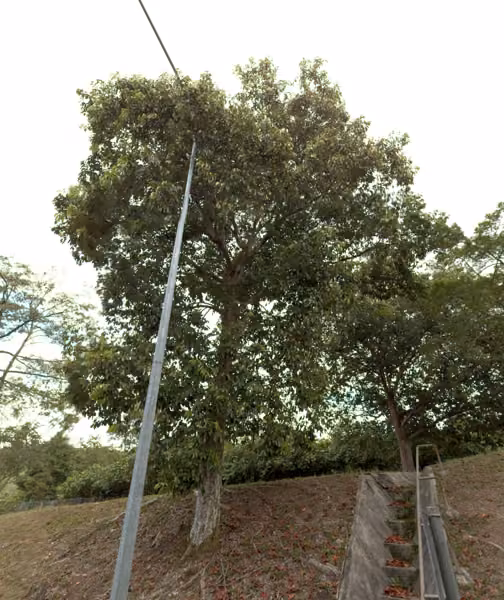 tree photo