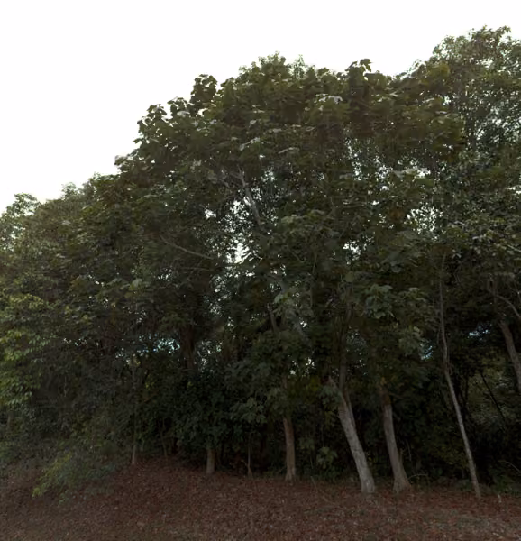 tree photo