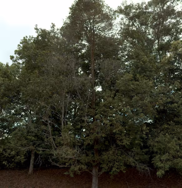 tree photo
