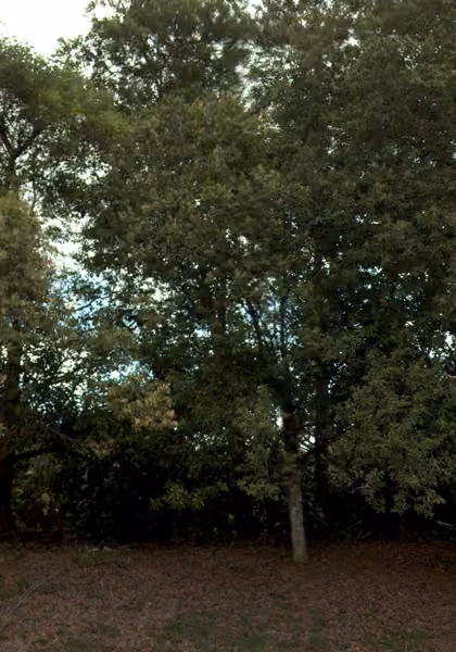 tree photo