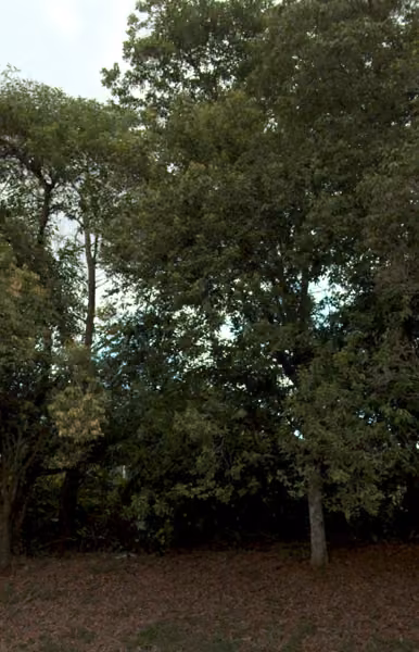 tree photo