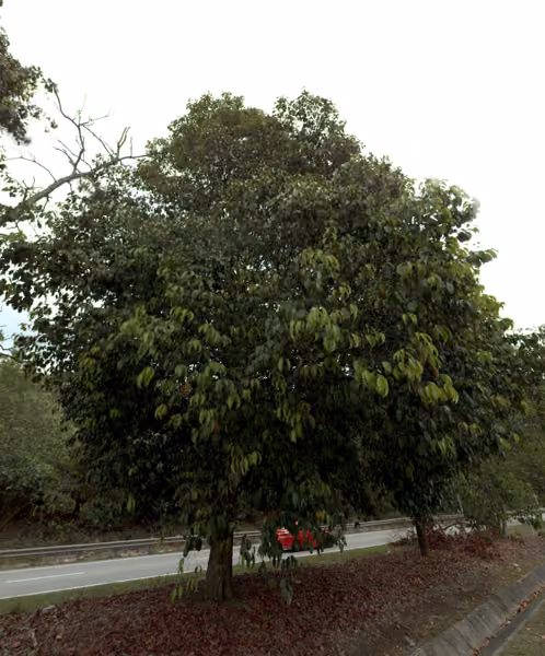 tree photo