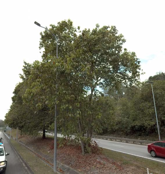 tree photo