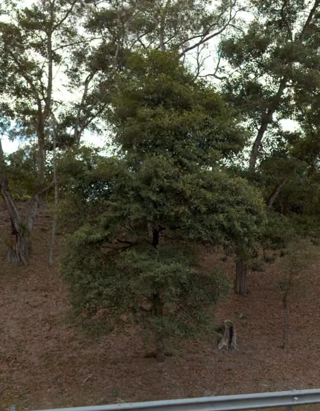 tree photo