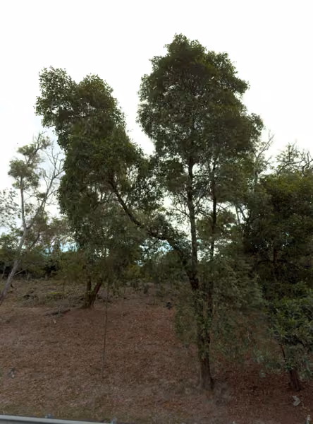 tree photo