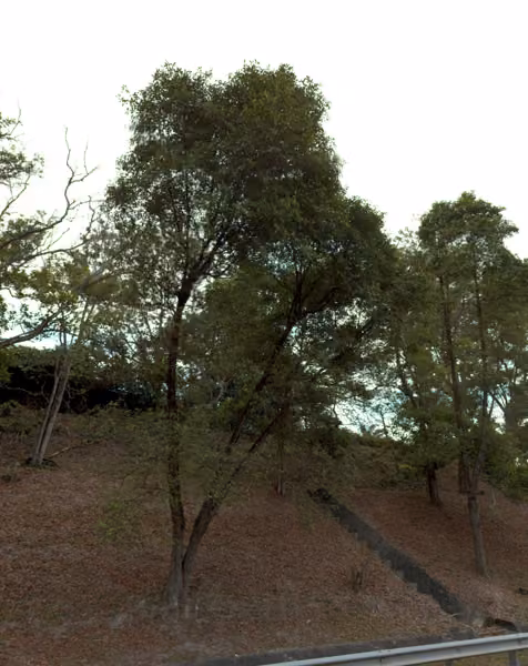 tree photo