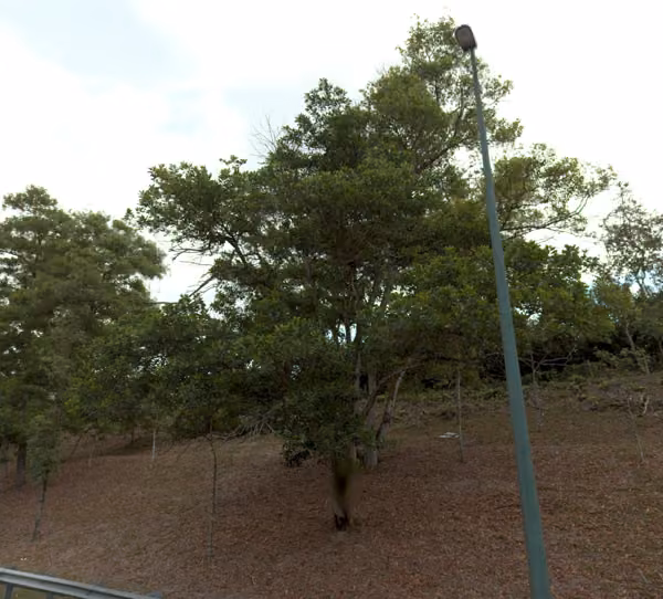 tree photo