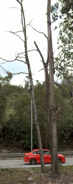 tree photo
