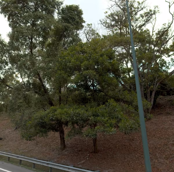 tree photo