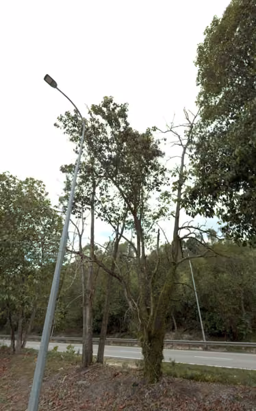 tree photo