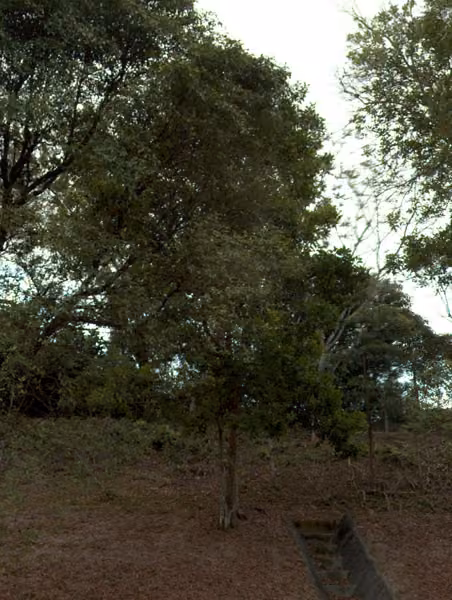 tree photo