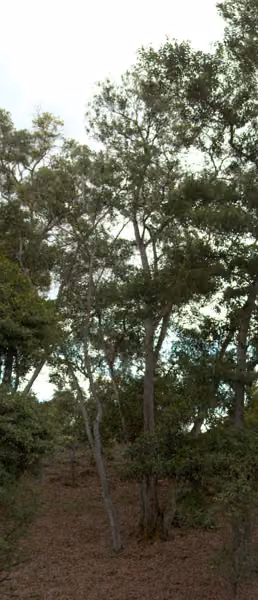 tree photo