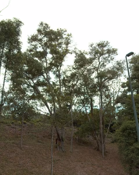 tree photo