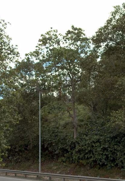 tree photo