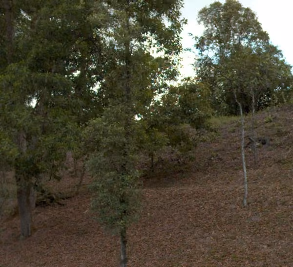 tree photo