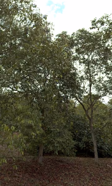 tree photo