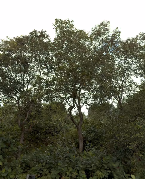 tree photo