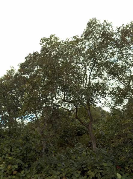 tree photo