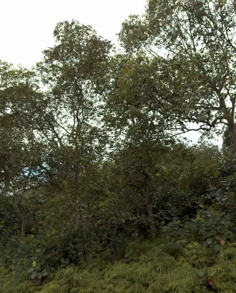 tree photo