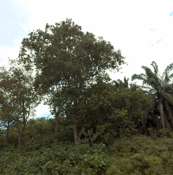 tree photo
