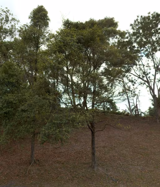 tree photo