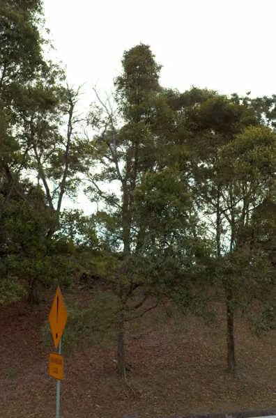 tree photo