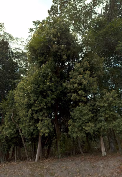 tree photo