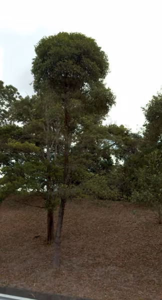 tree photo