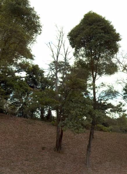 tree photo