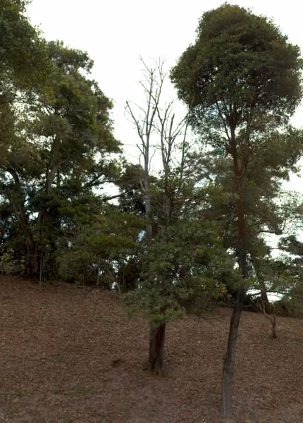 tree photo