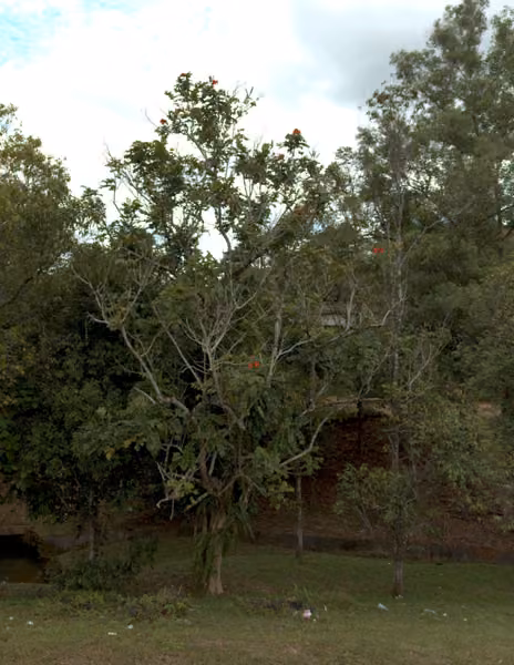 tree photo