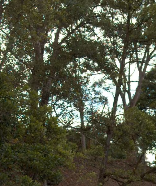 tree photo
