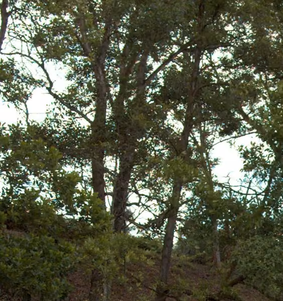 tree photo