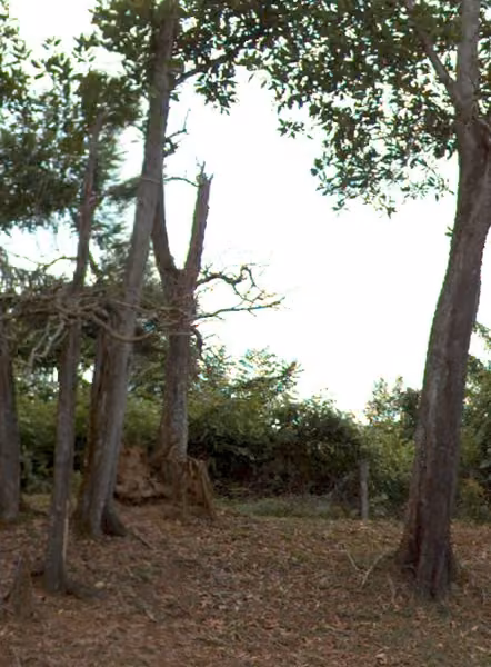 tree photo