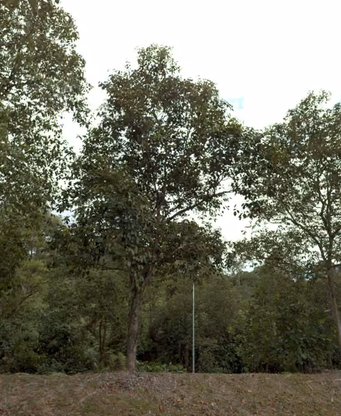 tree photo