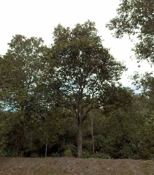 tree photo