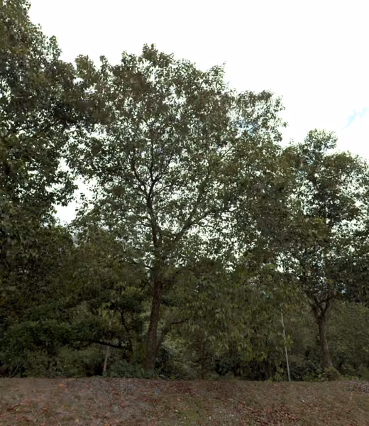 tree photo
