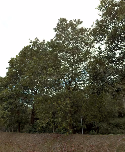 tree photo