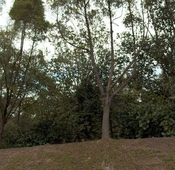 tree photo