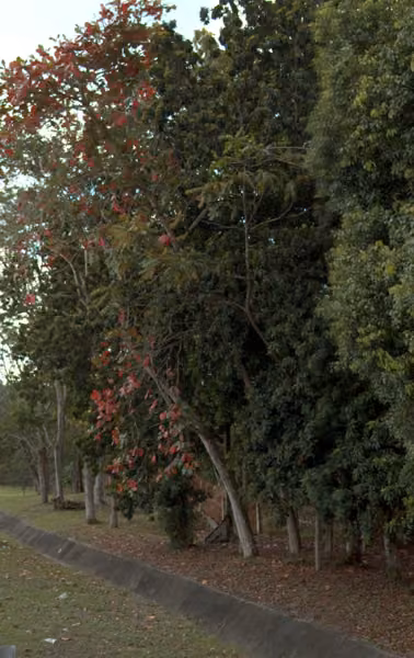 tree photo