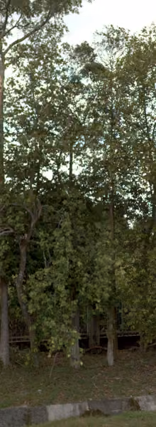 tree photo