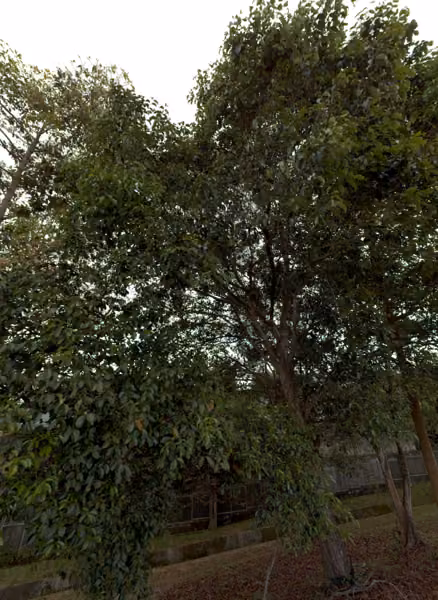tree photo