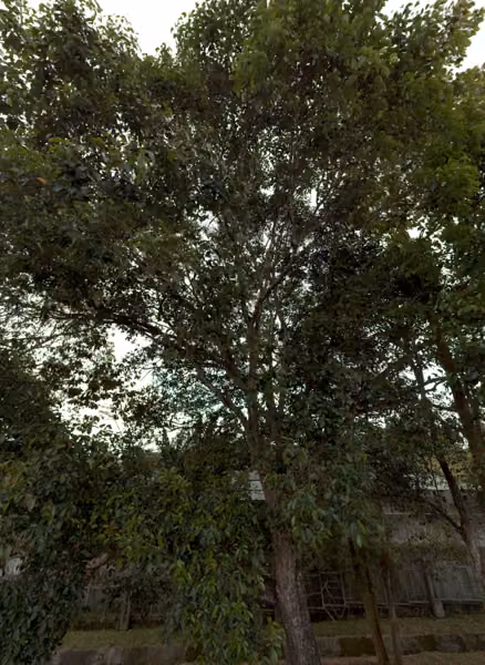 tree photo