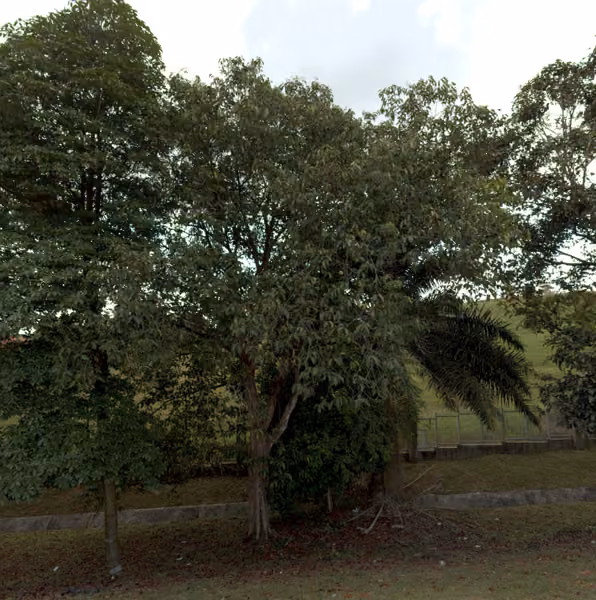 tree photo