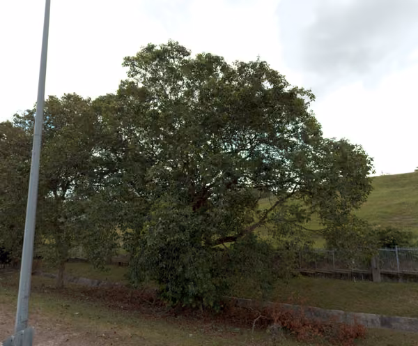 tree photo