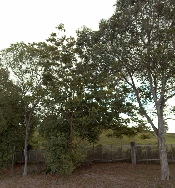 tree photo